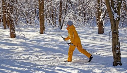 Жители Черемушек укрепляют свое здоровье на лыжных прогулках в Воронцовском парке