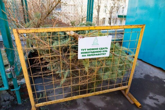 В Гагаринском районе можно поучаствовать в экологической акции "Елочный круговорот"