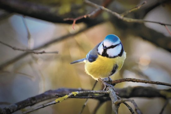Друзья экоцентра «Воробьёвы горы» вспомнили про Международный День птиц