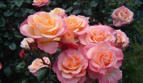 В ботаническом саду Московского дворца пионеров началось массовое цветение роз