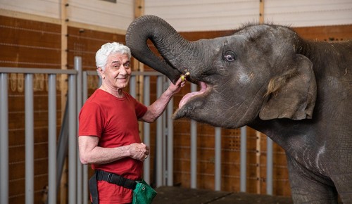 Первый собственный слон появился в Большом Московском цирке