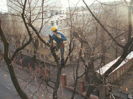 На улице Губкина обрезали ветви у деревьев