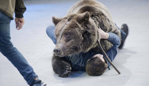 На сотрудника Московского цирка на Проспекте Вернадского напал медведь