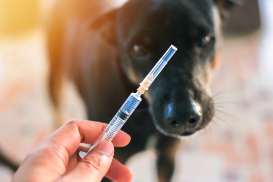Ветеринары призвали вакцинировать домашних животных