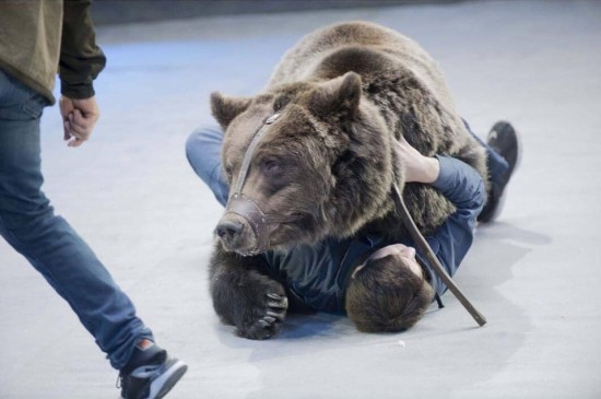 На сотрудника Московского цирка на Проспекте Вернадского напал медведь