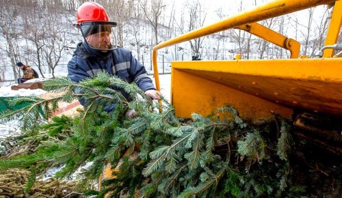 В Гагаринском районе сдать елку на утилизацию можно по пяти адресам