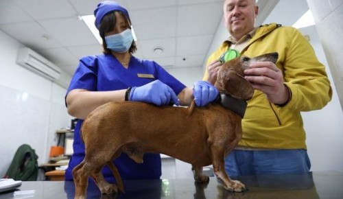 Депутат МГД Козлов: «Ветеринарная автоматизированная система» упростит жизнь владельцам домашних животных