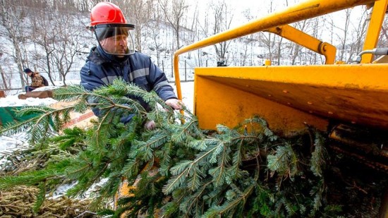 В Гагаринском районе сдать елку на утилизацию можно по пяти адресам