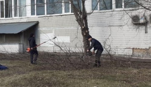 Сотрудники Жилищника района Коньково проводят обрезку деревьев на территории района