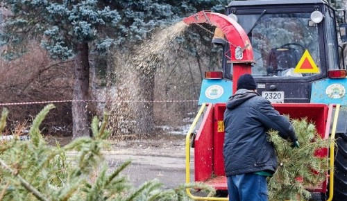 Жители района Коньково сдали на утилизацию почти 1000 новогодних деревьев