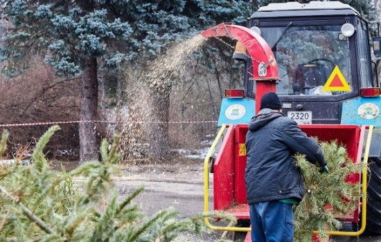 Жители района Коньково сдали на утилизацию почти 1000 новогодних деревьев