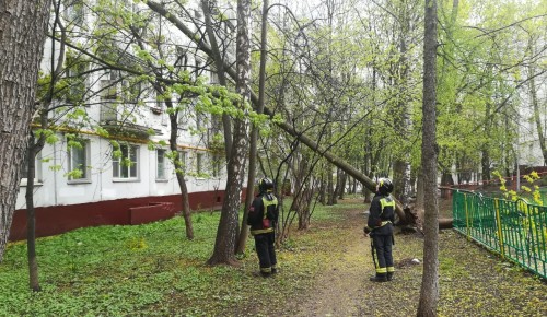 В районе Коньково ликвидировали дерево, упавшее на жилой дом