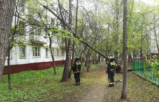В районе Коньково ликвидировали дерево, упавшее на жилой дом