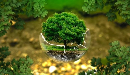 В Москве запустят комплексную программу по обучению эковолонтеров