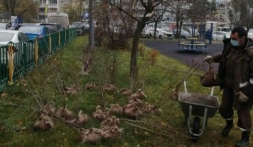 Во дворе на улице Островитянова посадили кустарники по программе «Миллион деревьев»