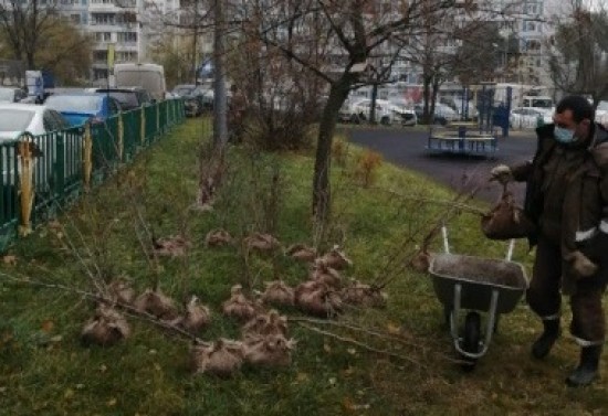 Во дворе на улице Островитянова посадили кустарники по программе «Миллион деревьев»