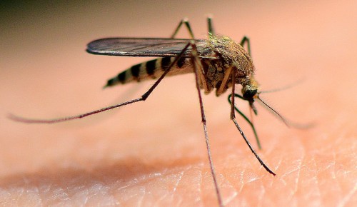 Врач объяснила почему нельзя расчесывать комариные укусы