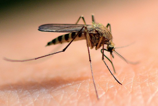 Врач объяснила почему нельзя расчесывать комариные укусы