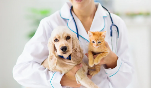 Ветеринар рассказал о самых опасных болезнях, переносимых домашними животными 