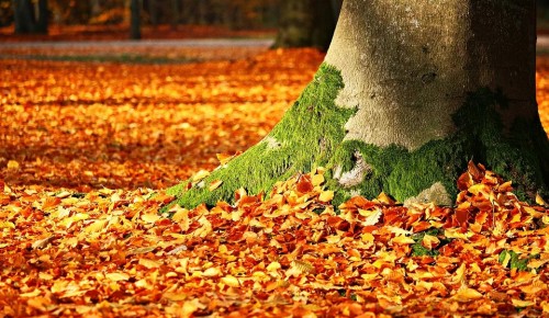 Эксперты рассказали о важности уборки осенней листвы