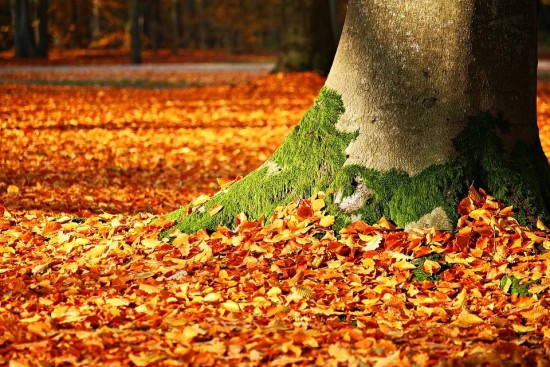 Эксперты рассказали о важности уборки осенней листвы