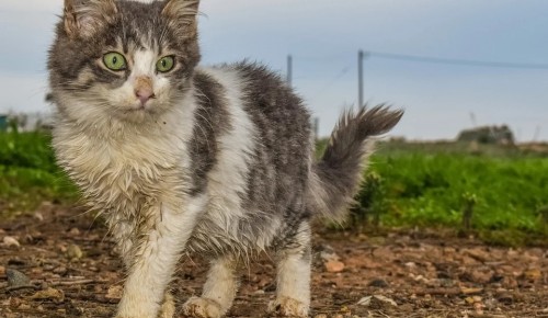 Волонтёры проекта «ЗооМонитринг» сосчитают бездомных кошек Москвы
