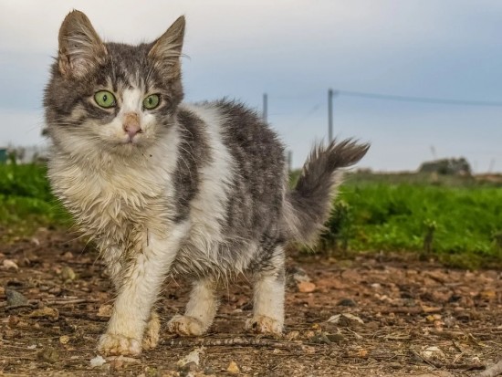 Волонтёры проекта «ЗооМонитринг» сосчитают бездомных кошек Москвы