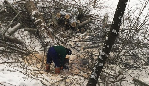 Запланированные работы по спилу тополей проводятся в районе Котловка 