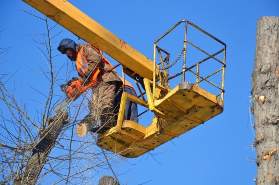 Вырубка аварийных деревьев регулярно проходит в Ломоносовском районе