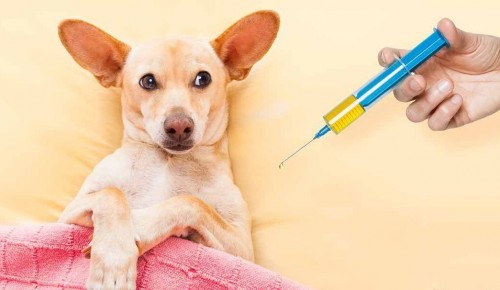 В пункте вакцинации домашних животных можно будет сделать бесплатные прививки