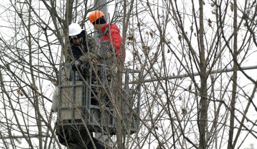 В районе Ломоносовский проводится омолаживающая подрезка тополей и удаление старых деревьев