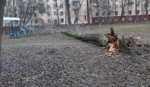 В Ломоносовском районе устранили последствия сильного ветра