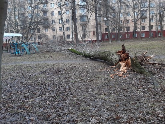 В Ломоносовском районе устранили последствия сильного ветра