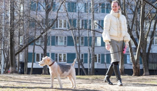Волонтеры провели более 4000 часов на прогулках с собаками пенсионеров