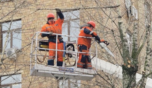 На улице Гарибальди убрали упавшее дерево