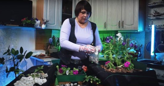 "Московское долголетие" приглашает жителей района на видеоурок по садоводству