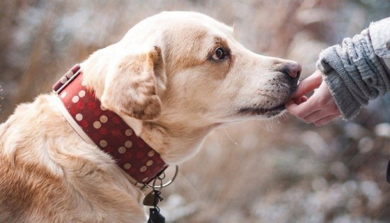 Жителям района Ломоносовский рассказали о правилах выгула собак на природных территориях