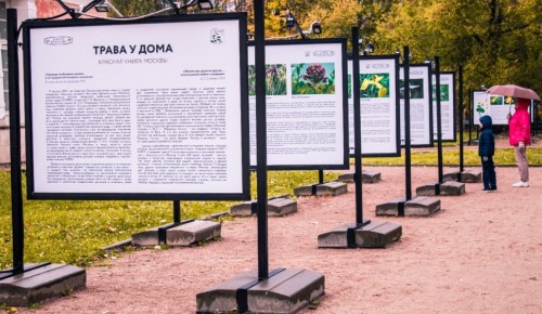 В Итальянском саду парка «Усадьба «Воронцово» расскажут про краснокнижные растения
