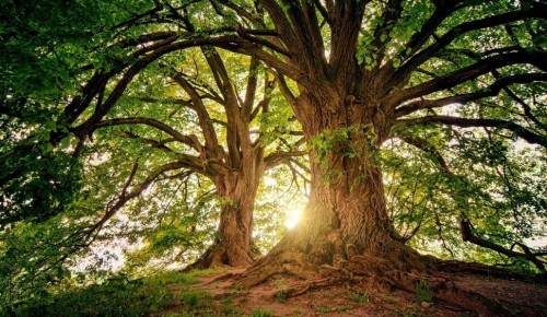 На территории парка «Усадьба «Воронцово» вылечили 236 деревьев