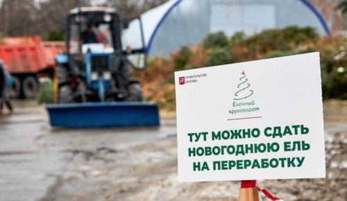В Ломоносовском районе откроются пункты приема ёлок на утилизацию