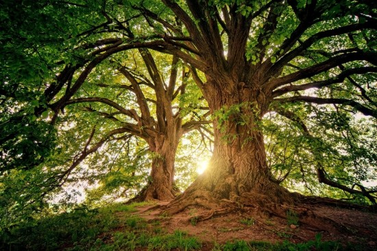 На территории парка «Усадьба «Воронцово» вылечили 236 деревьев