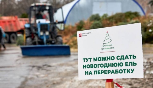 В Ломоносовском районе открыты пункты приема ёлок на утилизацию