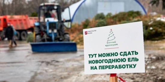 В Ломоносовском районе открыты пункты приема ёлок на утилизацию