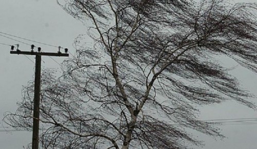 Водителей Москвы призвали не ставить машины около деревьев из-за ветра