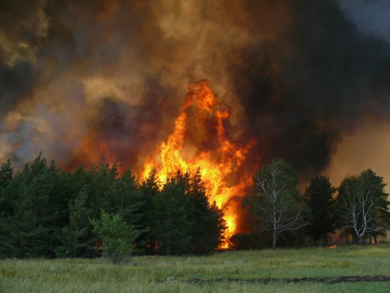О мерах пожарной безопасности в лесах и лесопарковых зонах