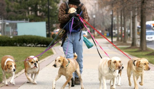 Названы пять мест в для выгула собак в Обручевском районе