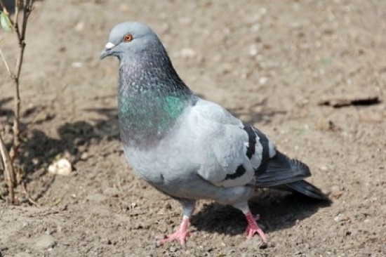 В ЮЗАО из самодельной голубятни исчезло 99 голубей