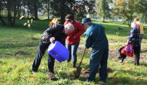 Более 2300 кустарников было высажено в Обручевском районе по программе "Миллион деревьев"