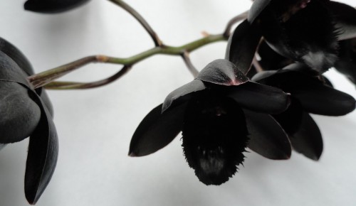 Под Новый год в Ботаническом саду МГУ расцвела Черная орхидея