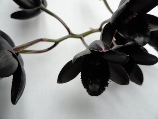 Под Новый год в Ботаническом саду МГУ расцвела Черная орхидея